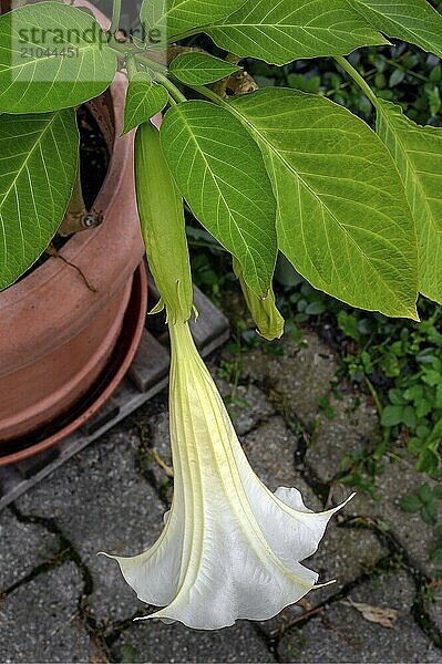 White angel's trumpet (Brugmansia)  Allgäu  Bavaria  Germany  Europe