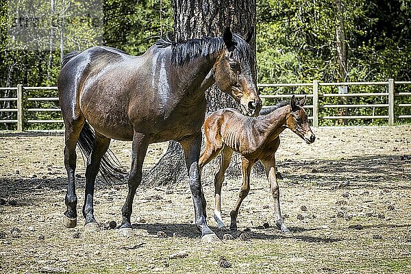 A young colt walks next to its mother near Hayden  Idaho