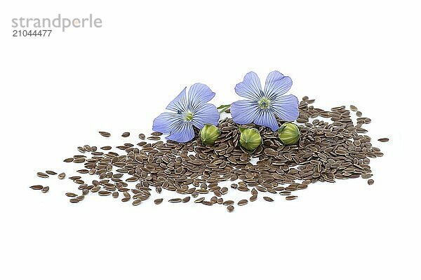 Blue flax blossom and seeds in close up isolated on white background