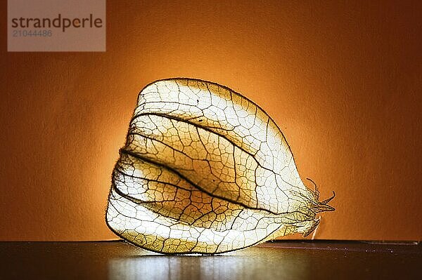 Physalis  lit on black background  with orange background. Vitamin C rich fruit. Food photo