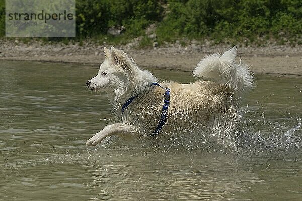 Icelandic dog in the water