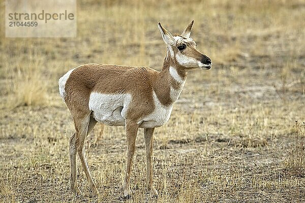 A female pronghorn antelope stands on the grassy prairie in western Montana