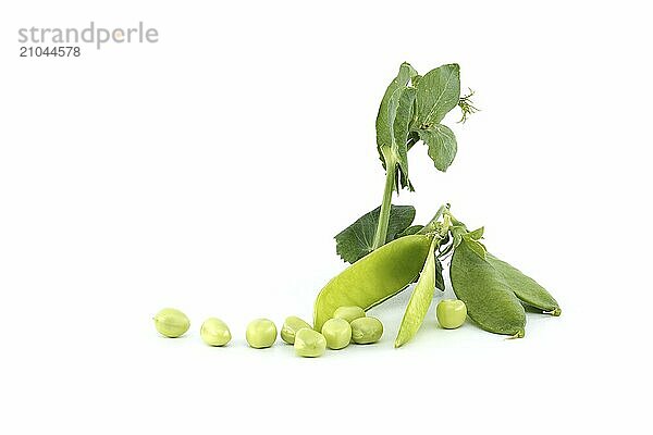 Fresh garden peas pods with green leaves isolated on a white background  sweet peas or English peas picked before full maturity