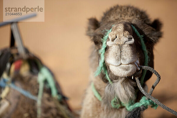 A camel rests in the desert in Morocco.