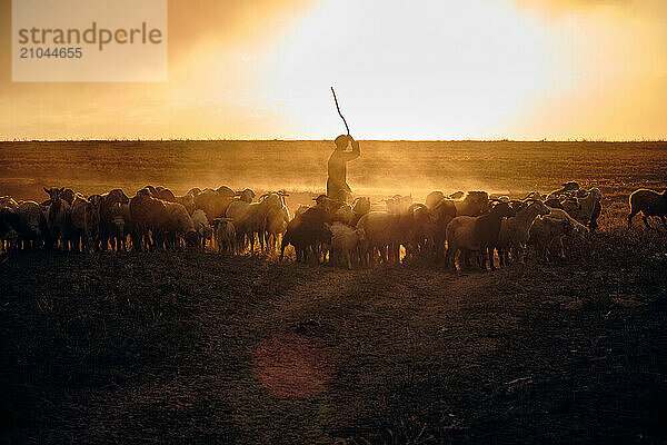 A shepherd young man with a stick  shepherds sheep and rams in t