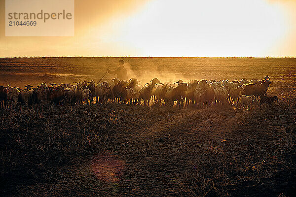 A shepherd young man with a stick  shepherds sheep and rams in t