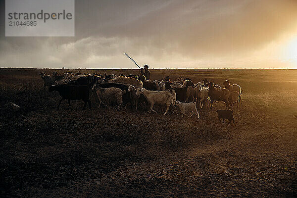 A shepherd young man with a stick  shepherds sheep and rams in t