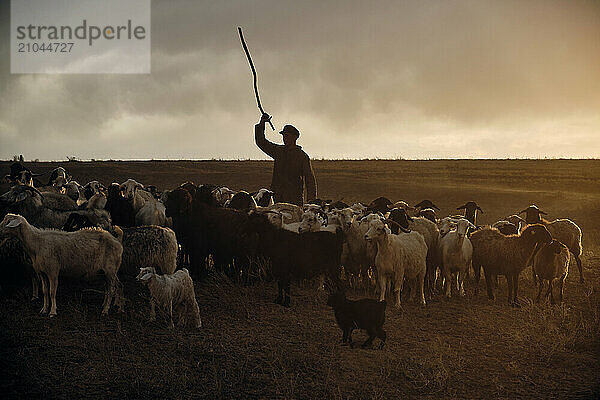 A shepherd young man with a stick  shepherds sheep and rams in t