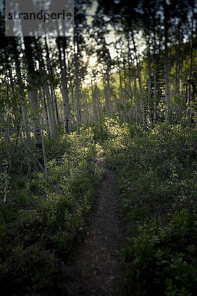 Aspens on the Willow Lake Trail in Big Cottonwood Canyon  Utah.