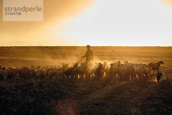 A shepherd young man with a stick  shepherds sheep and rams in t