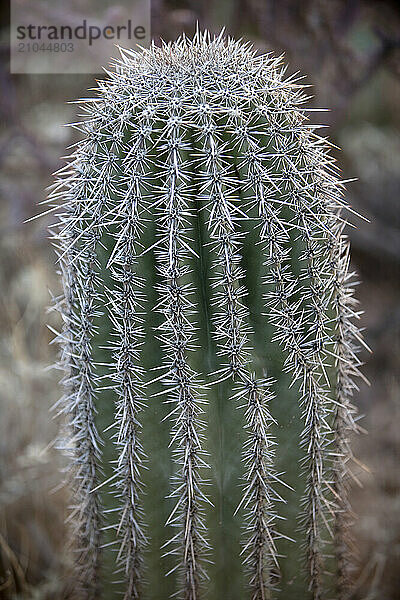 Saguaros cover the national park in Arizona.