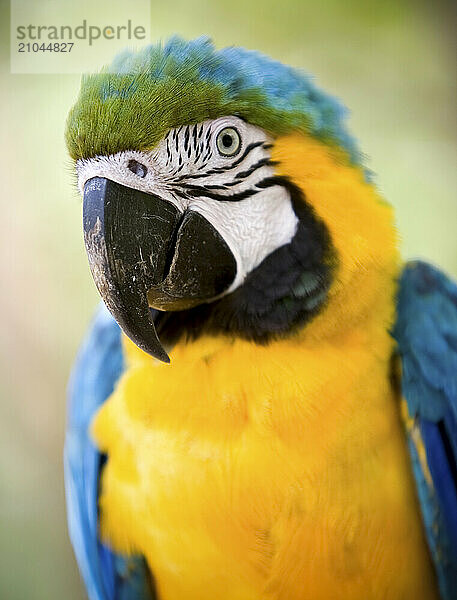 Parrots in Amazon Region in Peru