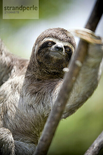 A sloth in Peru