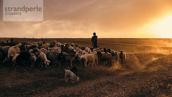 A shepherd young man with a stick  shepherds sheep and rams in t