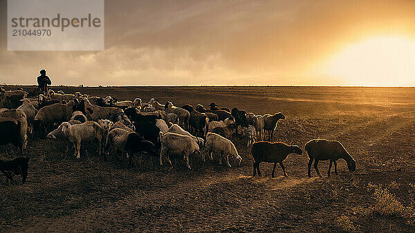 A shepherd young man with a stick  shepherds sheep and rams in t