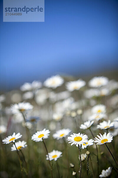 Daisies on the Camino de Santiago  Spain