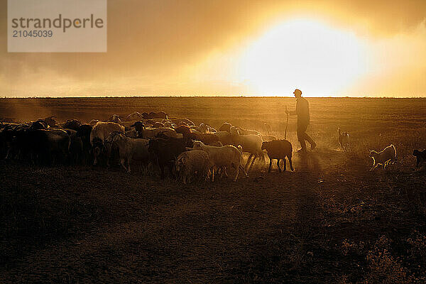 A shepherd young man with a stick  shepherds sheep and rams in t