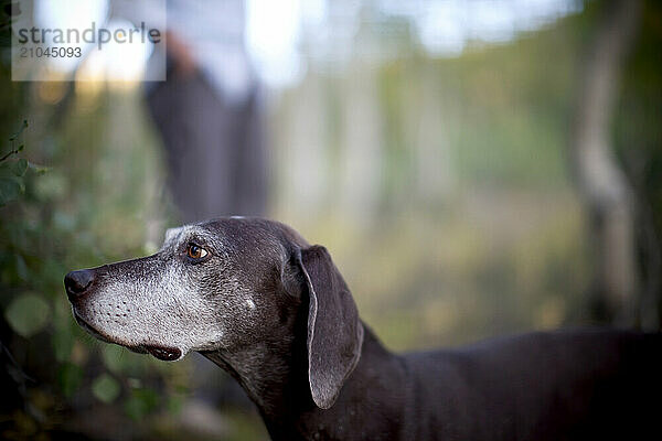 A German Shorthair Pointer dog waits with his owner.