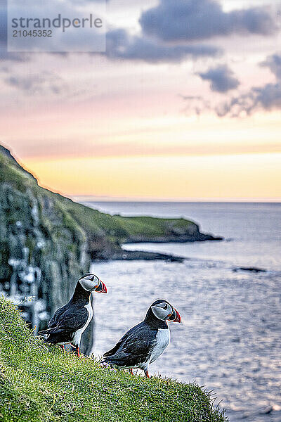 Two cute Atlantic puffins on cliffs  Faroe Islands