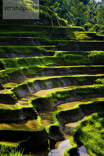 Rice paddies carved into steep banks in central Bali Indonesia.