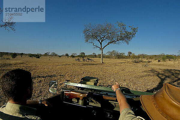 Two guides in South Africa driving through the bush.