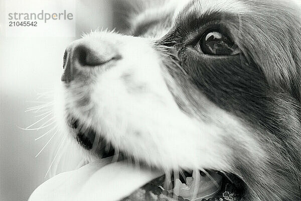 Close up of spaniel dog with mouth open