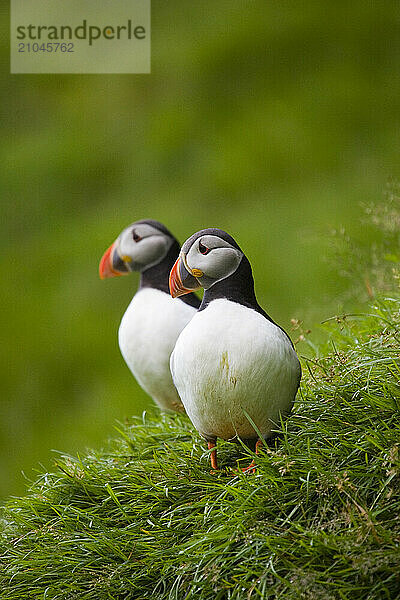 Two puffins on the cliffs of the Vestmannaeyjabr Island  Iceland