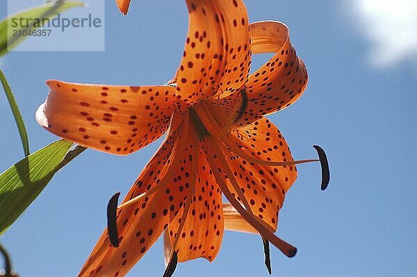 Orangefarbene Afrikanische Schmucklilie mit Hintergrundbeleuchtung auf blauem Himmel