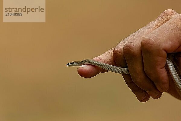 Winzige Geistgrundschlange krabbelt über Zeigefinger und Hand eines Mannes vor ockerfarbenem Hintergrund  Pantanal Feuchtgebiet  Mato Großo  Brasilien  Südamerika