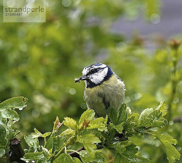 Kleiner Gartenvogel erwachsene Blaumeise mit Futter für Junge im Regen