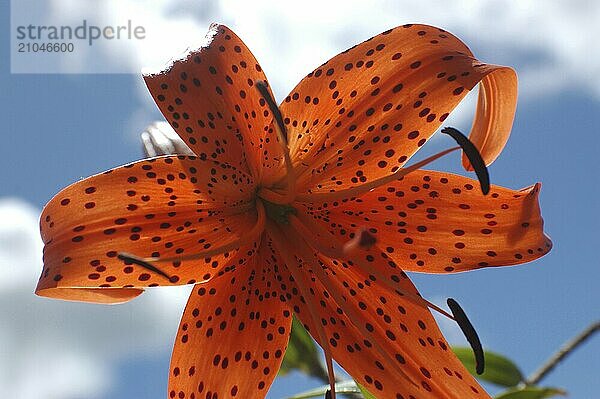 Orangefarbene Afrikanische Schmucklilie mit Hintergrundbeleuchtung auf blauem Himmel