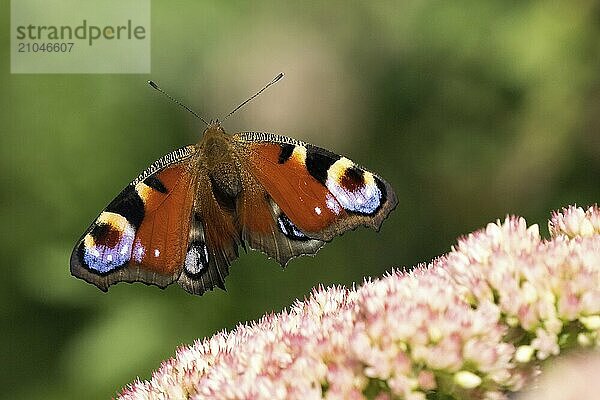 Ein Tagpfauenauge (Inachis io  Nymphalis io) im Anflug auf Blüten der Fetthenne (Sedum) mit verschwommenem grünem Hintergrund  Hessen  Deutschland  Europa