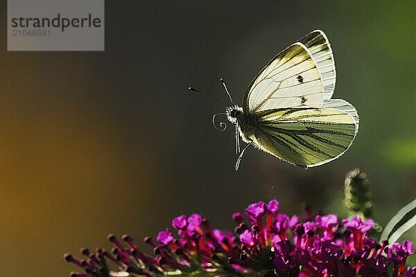 Ein Grünader-Weißling (Pieris napi) schwebt über violetten Blüten vor einem dunklen Hintergrund  Hessen  Deutschland  Europa