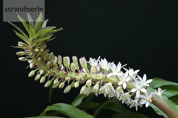 Eucomis Blüten vor schwarzem Hintergrund