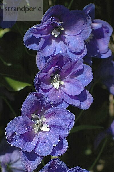 Blaue Ritterspornblüten auf schwarzem Hintergrund