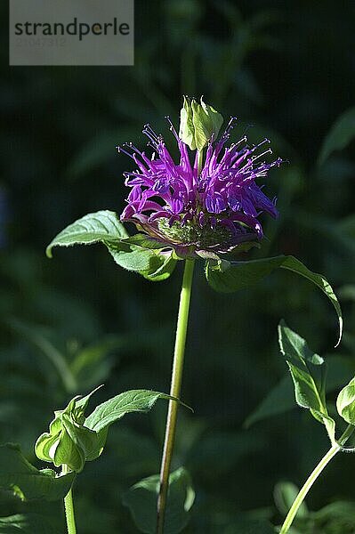 Malvenfarbene Blume auf schwarzem Hintergrund