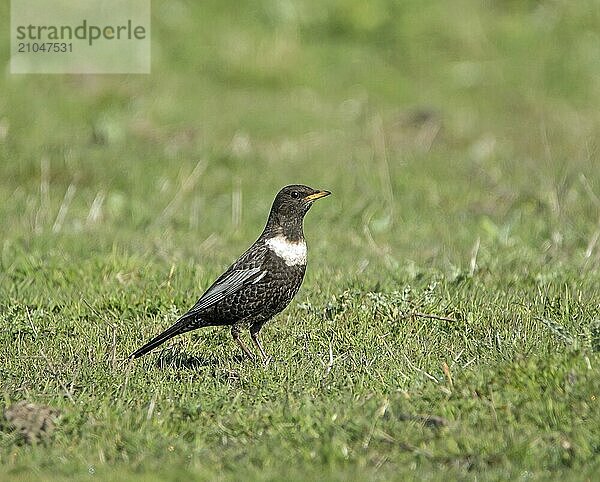 Durchzügler Zugvogel Erwachsene Ringdrossel