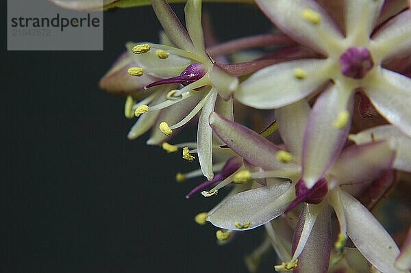 Nahaufnahme von Eucomis Blüten vor schwarzem Hintergrund