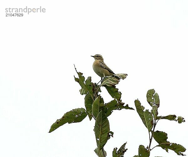 Kleiner Zugvogel Braunkehlchen in der Nähe von Beachy Head zu Beginn des Herbstzuges in Richtung Süden