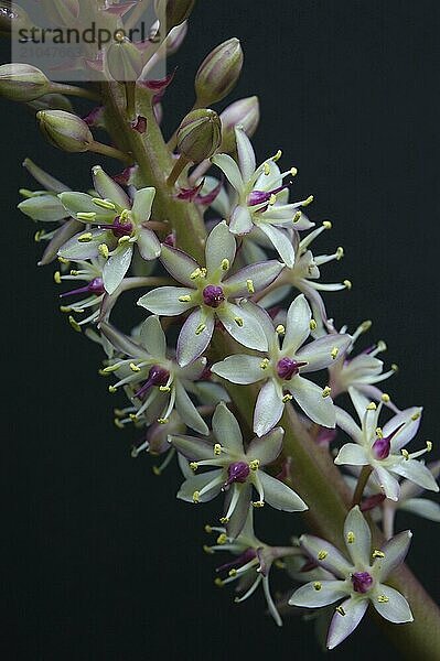 Eucomis Blüten vor schwarzem Hintergrund