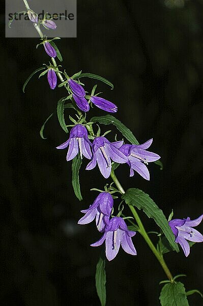 Lila Campanula Blumen auf schwarzem Hintergrund