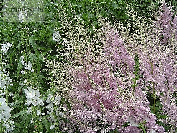 Mauve Blumen auf grünem Hintergrund