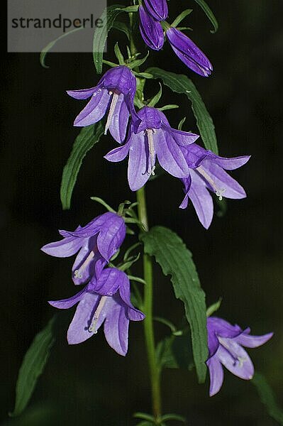 Lila Campanula Blumen auf schwarzem Hintergrund