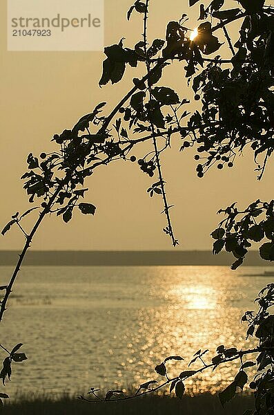 Silhouette eines Brombeerbaums in der frühen Morgensonne  das Sonnenlicht spiegelt sich im Hafen von Pagham