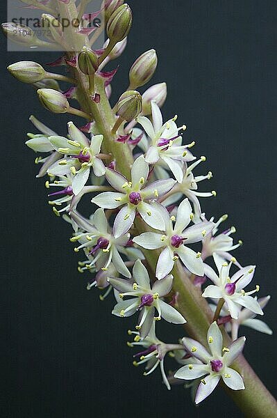 Eucomis Blüten vor schwarzem Hintergrund