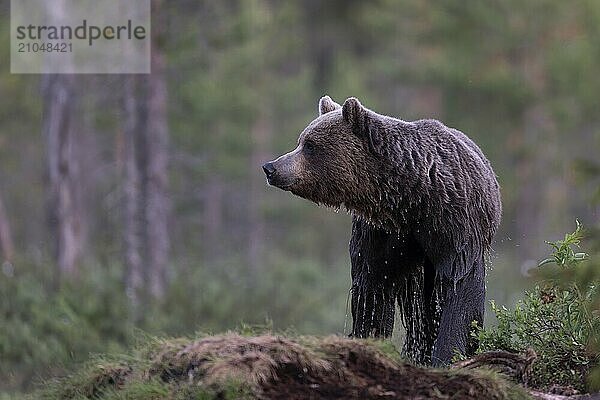 Braunbär (Ursus arctos) in der finnischen Taiga  Kuusamo  Finnland  Europa