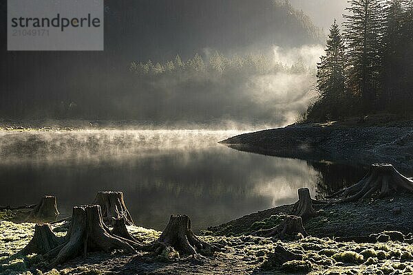 Der Vordere Gosausee im Herbst. Mehrere Baumstümpfe im Vordergrund. Nebel steigt vom See auf. Sonne  Gegenlicht. Vorderer Gosausee  Gosau  Gosautal  Salzkammergut  Oberösterreich  Österreich  Europa