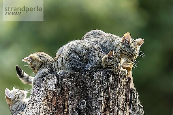 Mehrere Kätzchen und eine erwachsene Katze ruhen sich auf einem Baumstumpf in einer grünen Umgebung aus  Wildkatze (Felis silvestris)  Jungtier  Deutschland  Europa