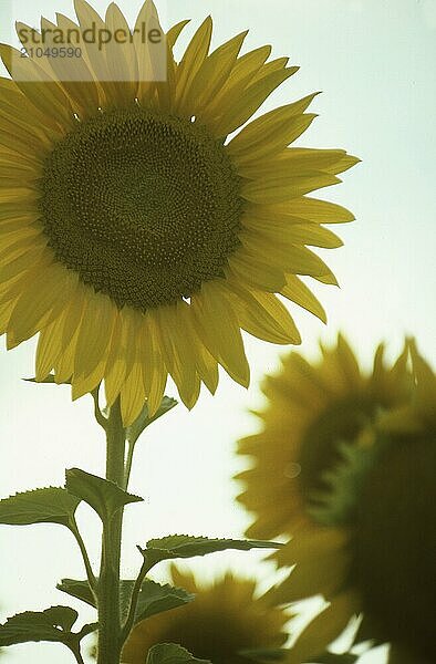 Sonnenblumen mit Gegenlicht vor weißem Hintergrund