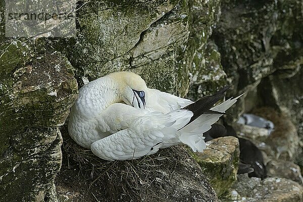 Basstölpel (Morus bassanus)  Altvogel schlafend auf einem Nest auf einem Klippenvorsprung  Yorkshire  England  Großbritannien  Europa